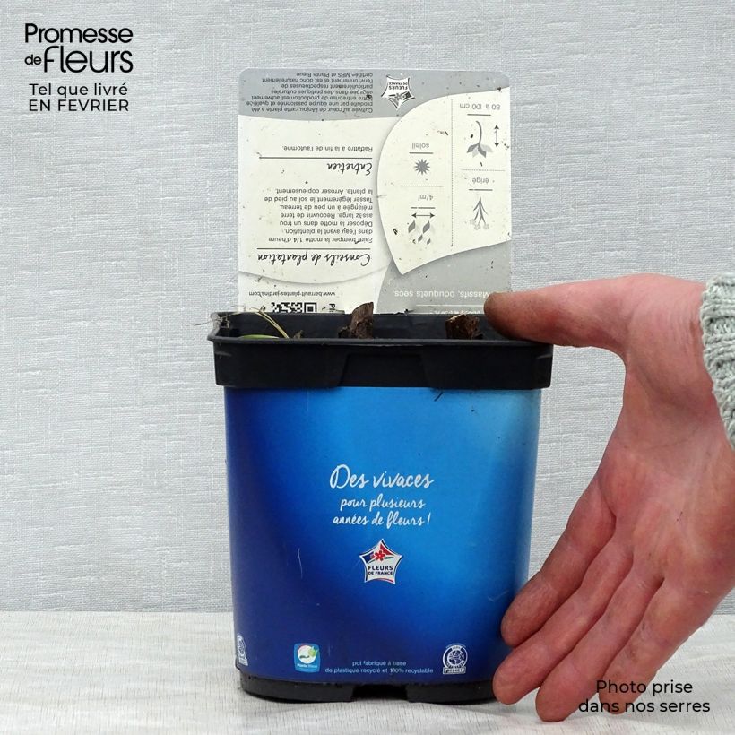 Eryngium planum Blue Hobbit - Cardo plano Maceta 2L/3L Ejemplar entregado en invierno