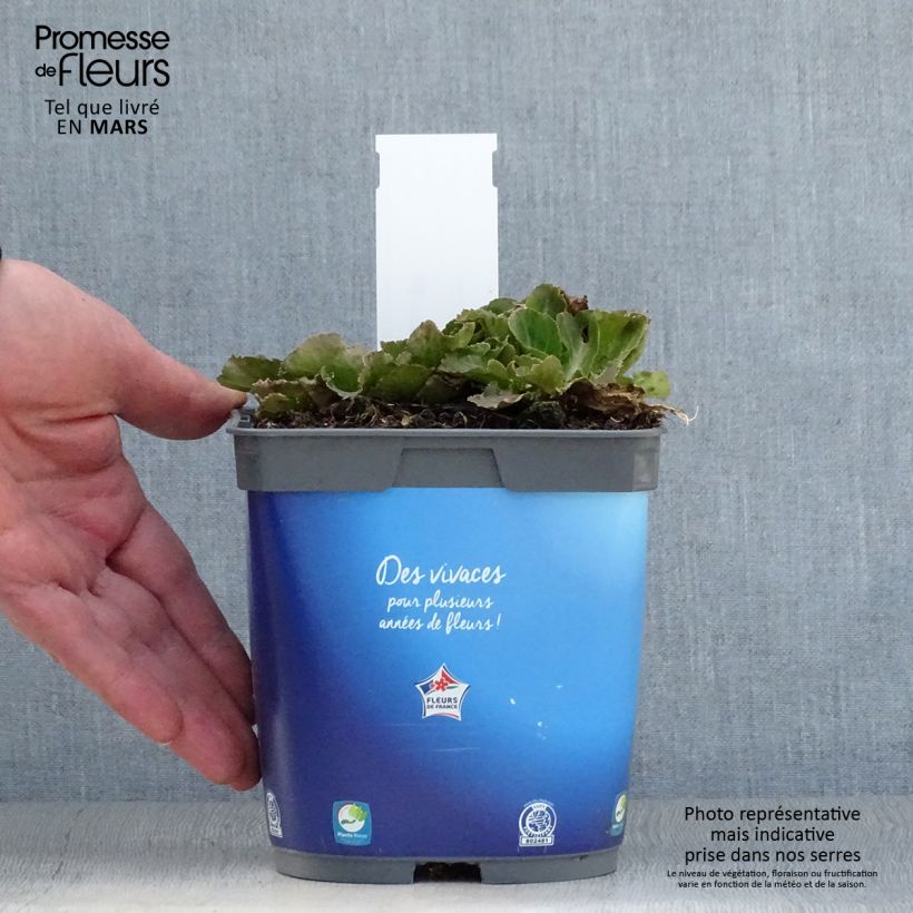 Eryngium planum Blue Hobbit - Cardo plano Maceta 2L/3L Ejemplar entregado en la primavera