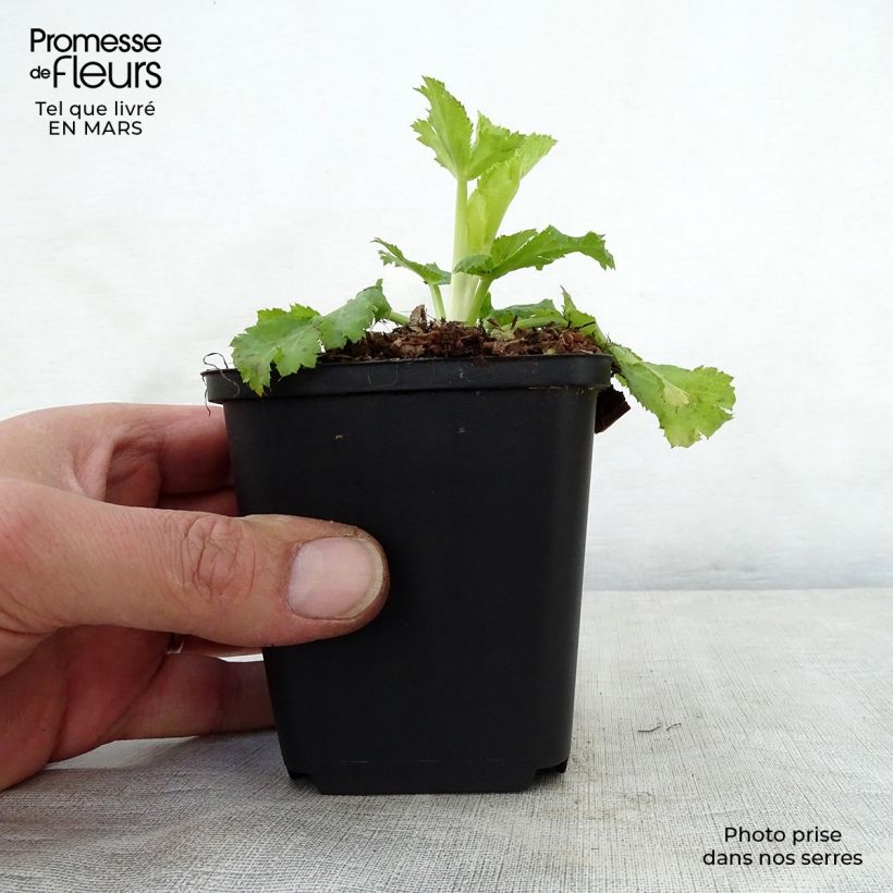 Eryngium planum Neptune's Gold - Cardo plano Maceta de 8/9 cm Ejemplar entregado en la primavera