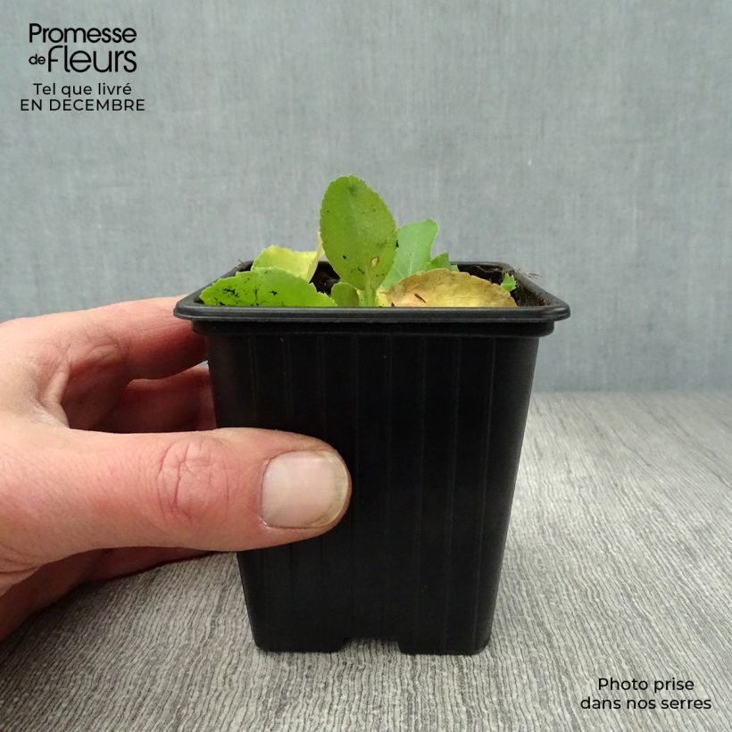 Eryngium planum Neptune's Gold - Cardo plano Maceta de 8/9 cm Ejemplar entregado en invierno