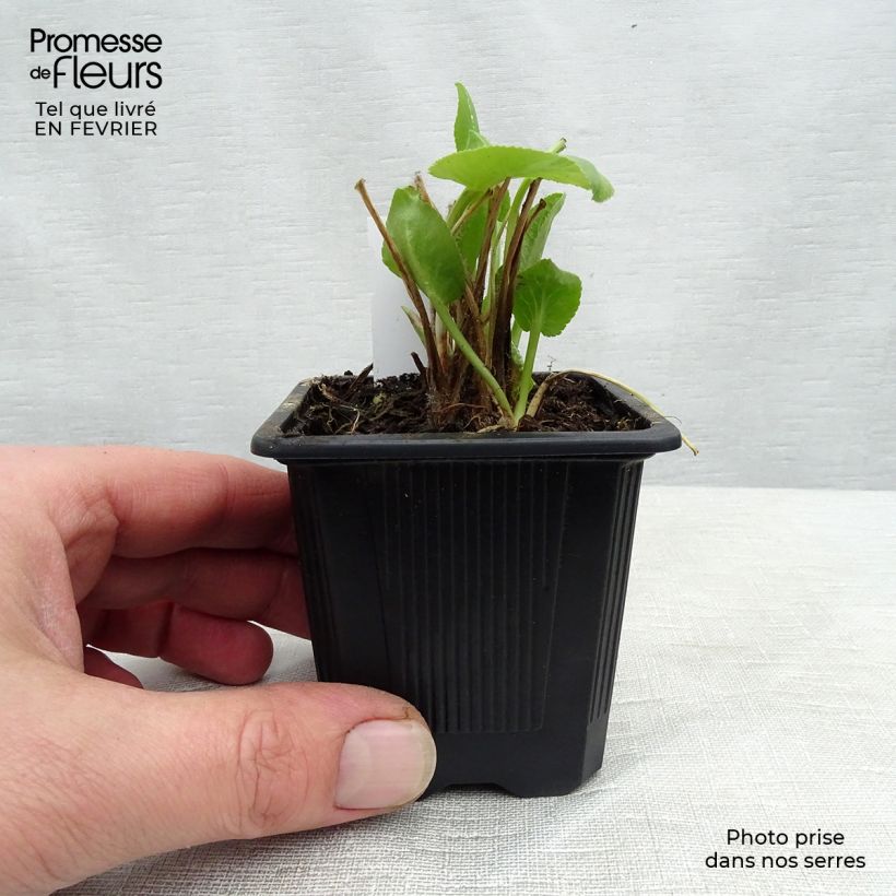 Eryngium planum - Cardo plano Maceta de 7/8 cm Ejemplar entregado en invierno