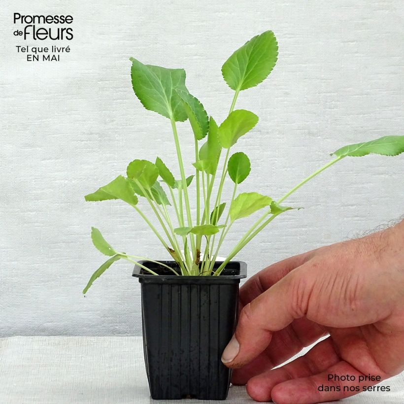 Eryngium planum - Cardo plano Maceta de 7/8 cm Ejemplar entregado en la primavera