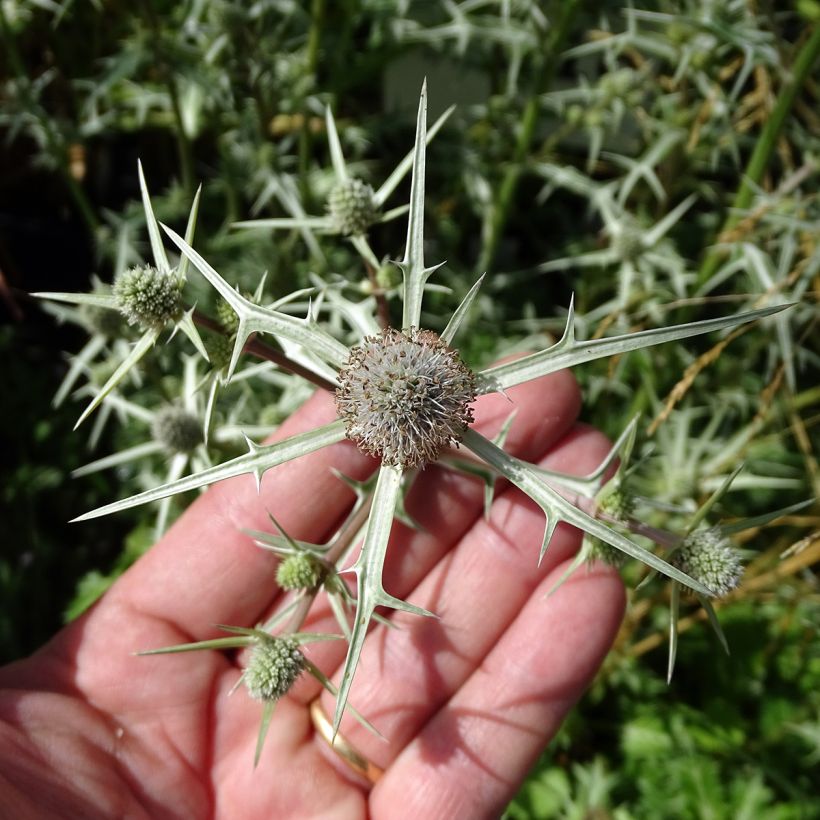 Eryngium variifolium (Floración)