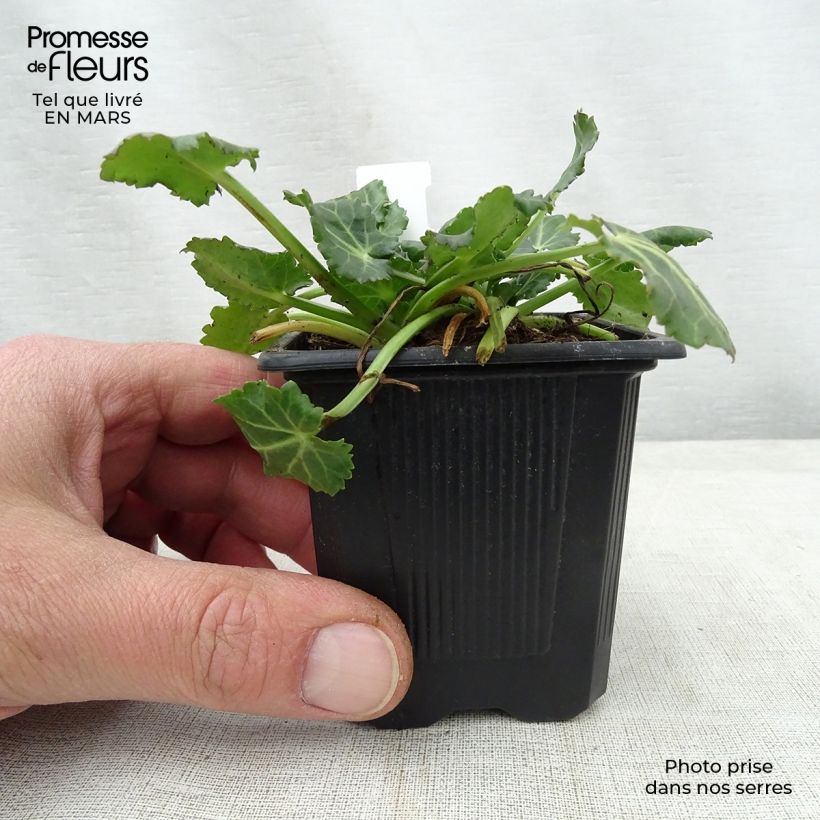 Eryngium variifolium Maceta de 8/9 cm Ejemplar entregado en la primavera