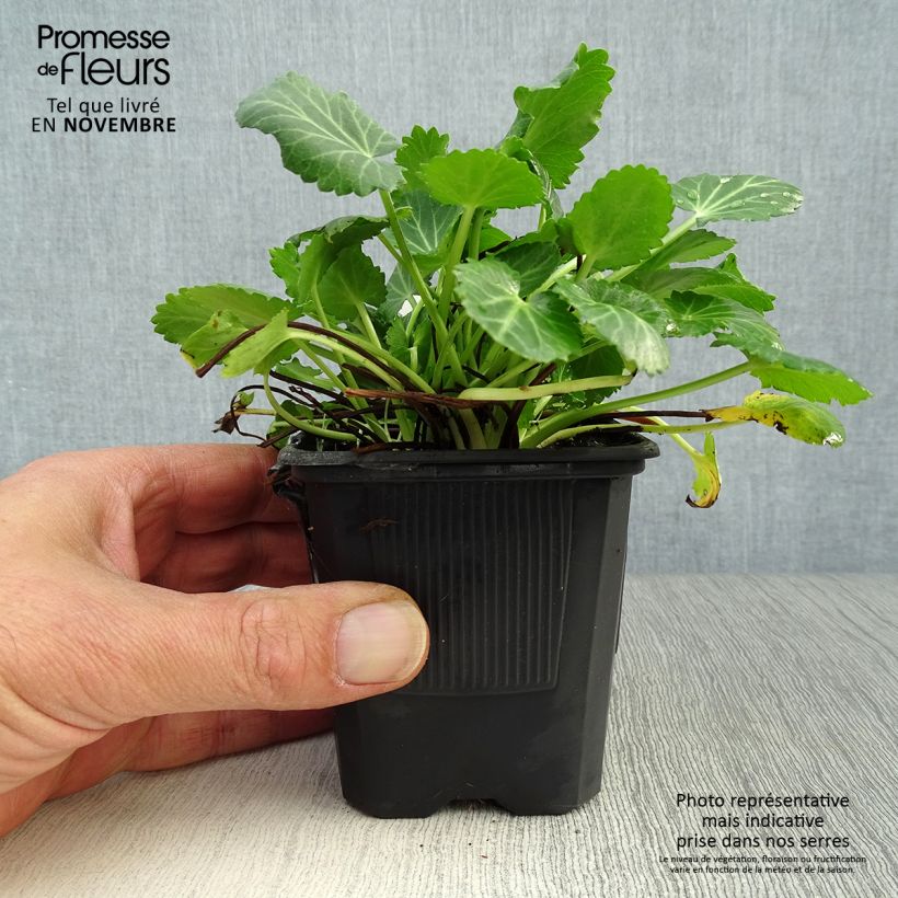 Ejemplar de Eryngium variifolium Maceta de 8/9 cm entregado en otoño