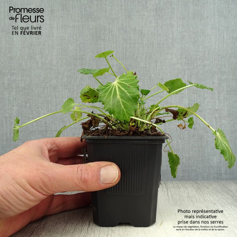 Eryngium variifolium Maceta de 8/9 cm Ejemplar entregado en invierno