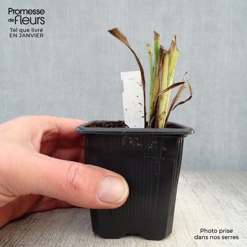 Eryngium yuccifolium - Cardo de hoja de yuca Maceta de 8/9 cm Ejemplar entregado en invierno