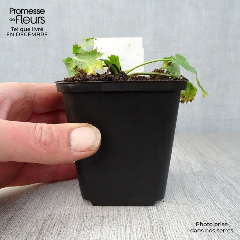 Eryngium zabelii Big Blue - Eringio Maceta de 8/9 cm Ejemplar entregado en invierno