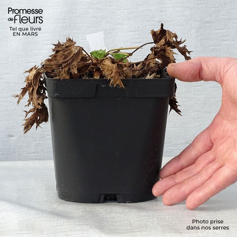 Eryngium zabelii Big Blue - Eringio Maceta 2L/3L Ejemplar entregado en la primavera