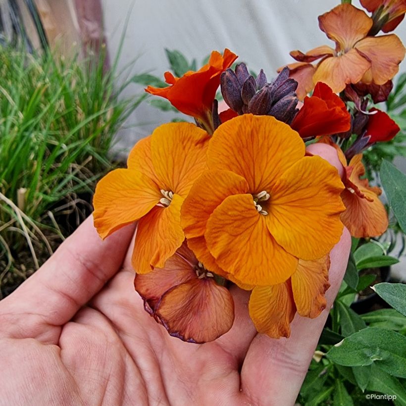 Erysimum Colour Vibe Orange - Alhelí (Floración)
