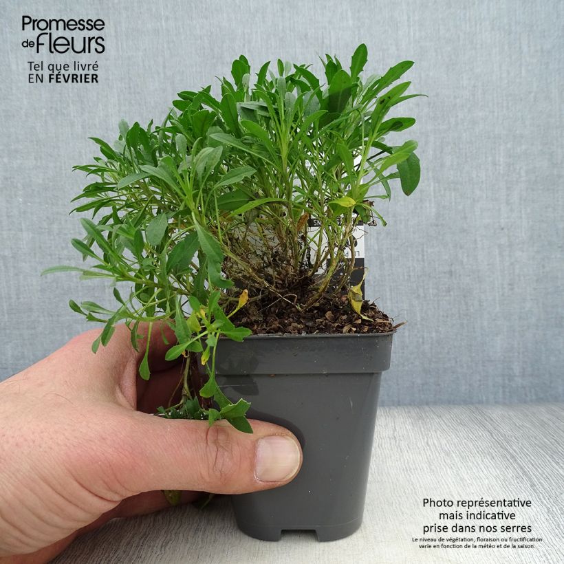 Erysimum Jubilee Gold - Alhelí Maceta de 8/9 cm Ejemplar entregado en invierno