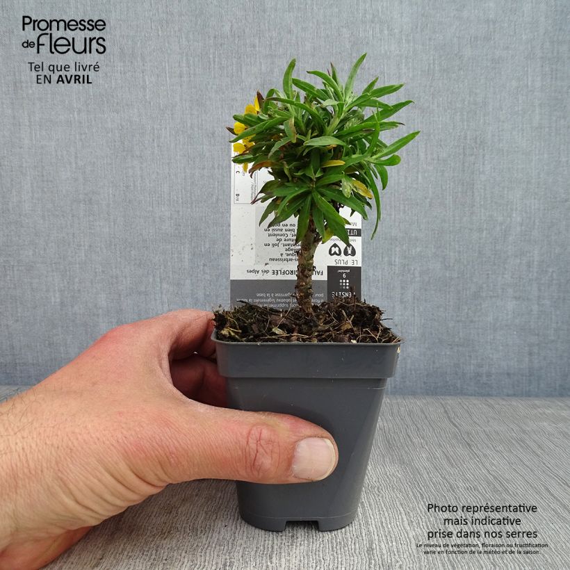 Erysimum alpinum - Alhelí Maceta de 8/9 cm Ejemplar entregado en la primavera