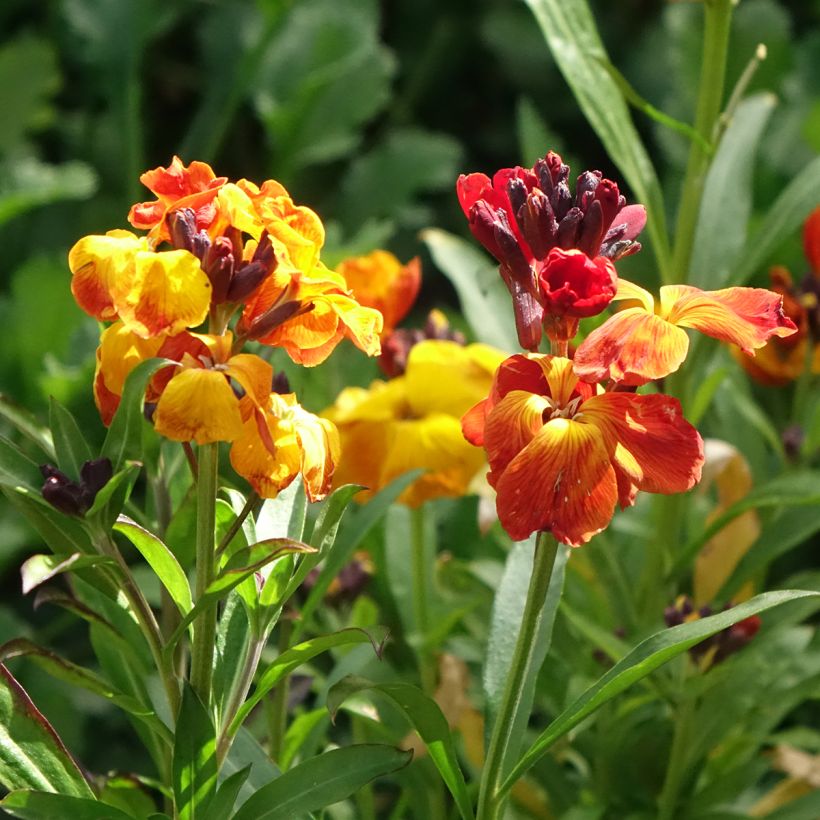 Erysimum - Alhelí (Floración)