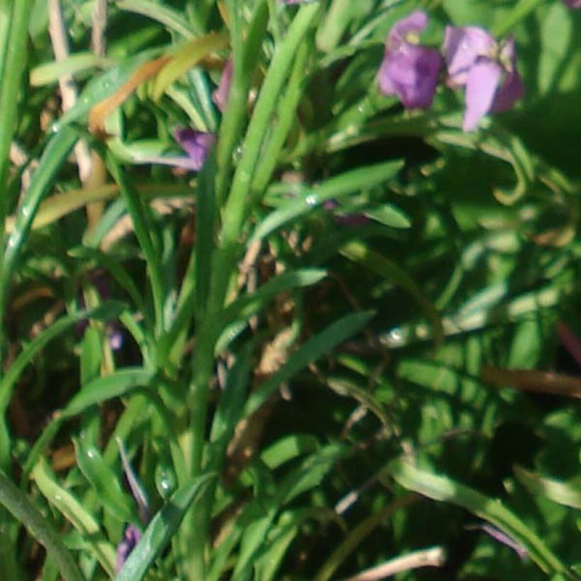 Erysimum Jenny Brook - Alhelí (Follaje)