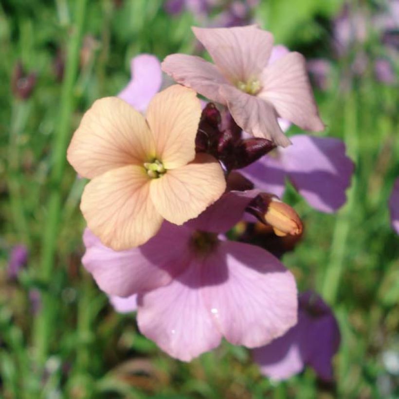 Erysimum Jenny Brook - Alhelí (Floración)