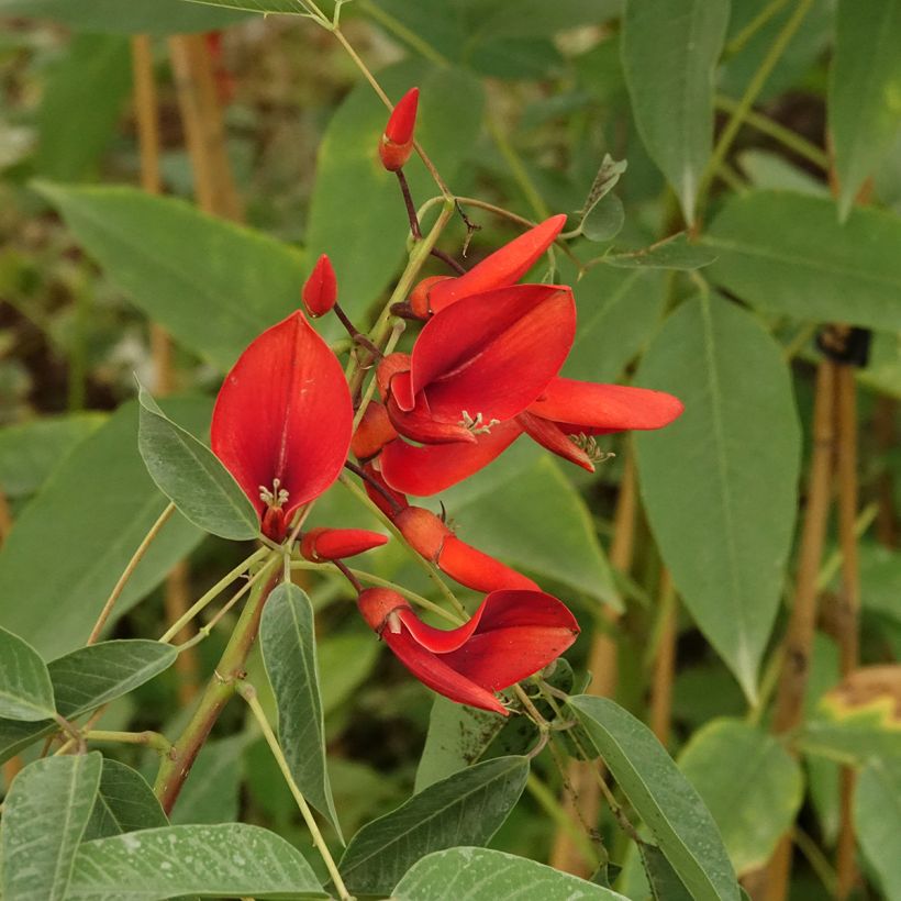 Erythrina crista-galli Compacta - Ceibo (Floración)