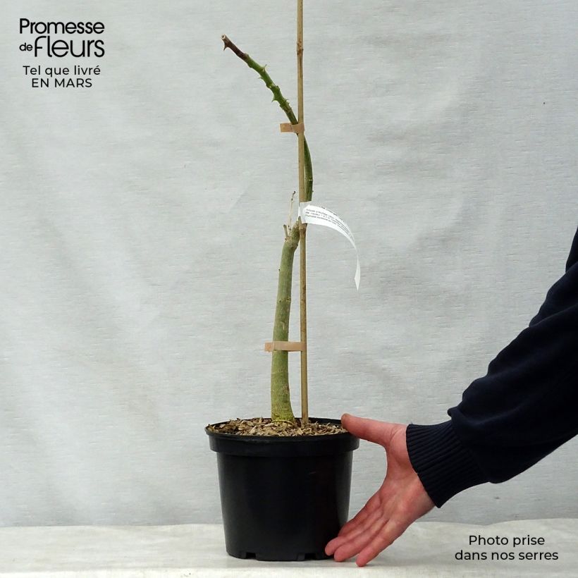 Erythrina crista-galli - Ceibo Maceta 2L/3L Ejemplar entregado en la primavera