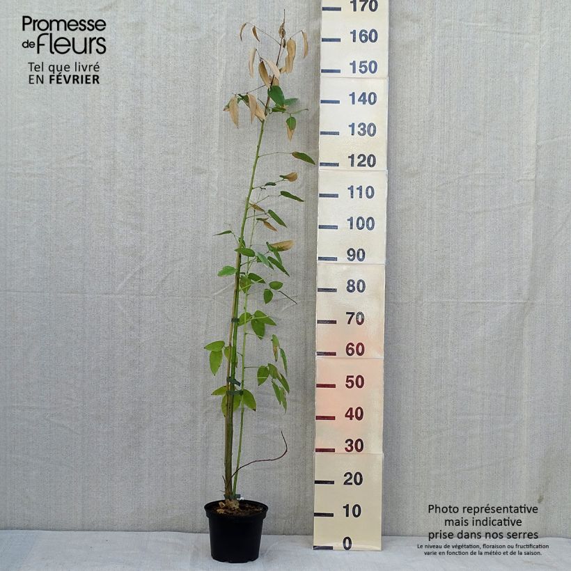 Ejemplar de Erythrina crista-galli - Ceibo Maceta 2L/3L entregado en otoño