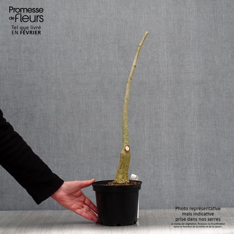 Erythrina crista-galli - Ceibo Maceta 2L/3L Ejemplar entregado en invierno