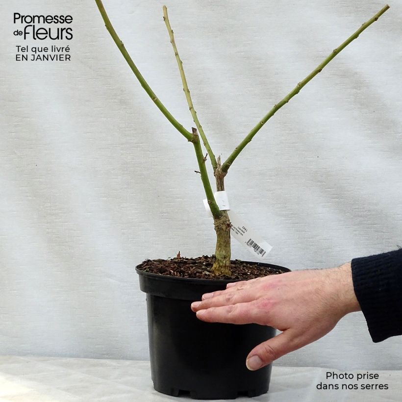 Erythrina crista-galli Compacta - Ceibo Maceta 2L/3L Ejemplar entregado en invierno