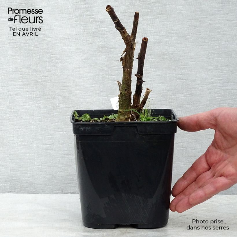 Erythrina crista-galli Compacta - Ceibo Maceta 2L/3L Ejemplar entregado en la primavera