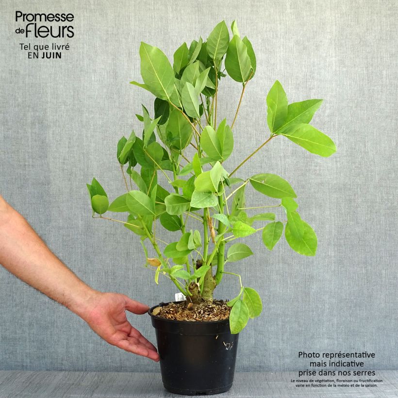 Ejemplar de Erythrina crista-galli Compacta - Ceibo Maceta 2L/3L entregado en verano