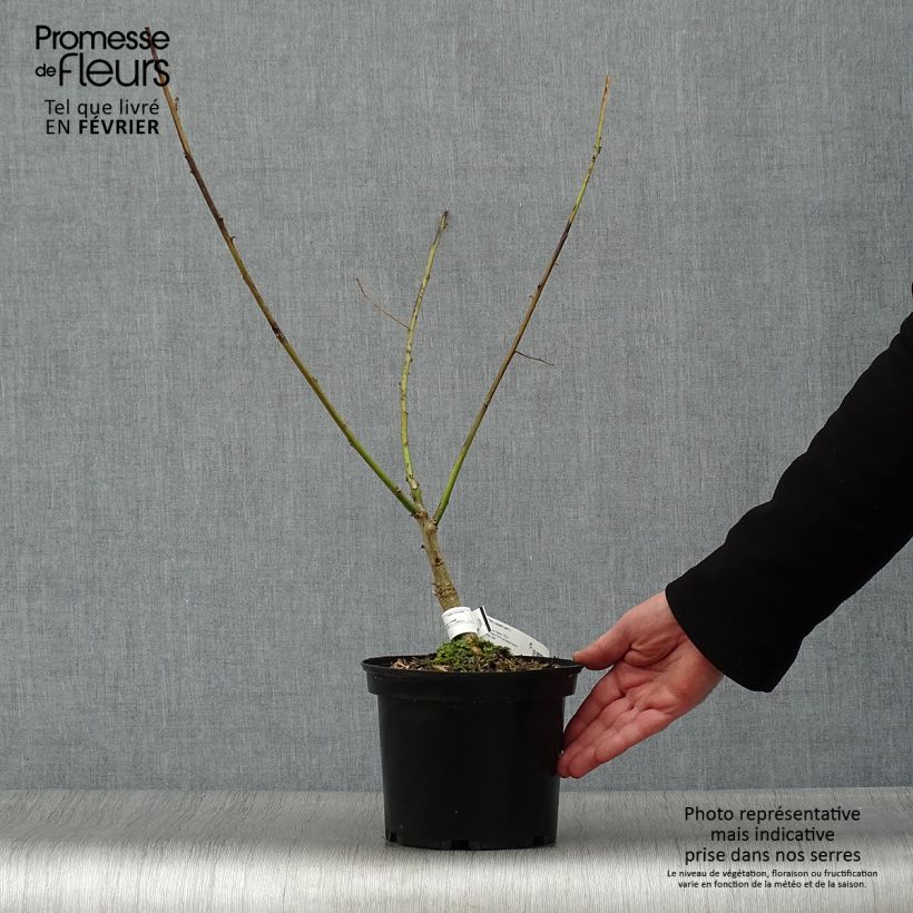 Erythrina bidwillii - Coralito Maceta 2L/3L Ejemplar entregado en invierno