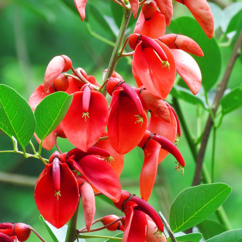 Erythrina crista-galli (semillas) - Ceibo (Floración)
