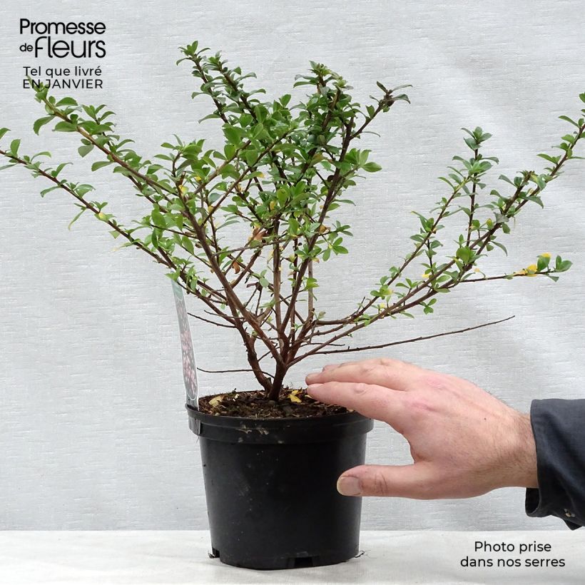 Escallonia Apple Blossom Maceta 2L/3L Ejemplar entregado en invierno