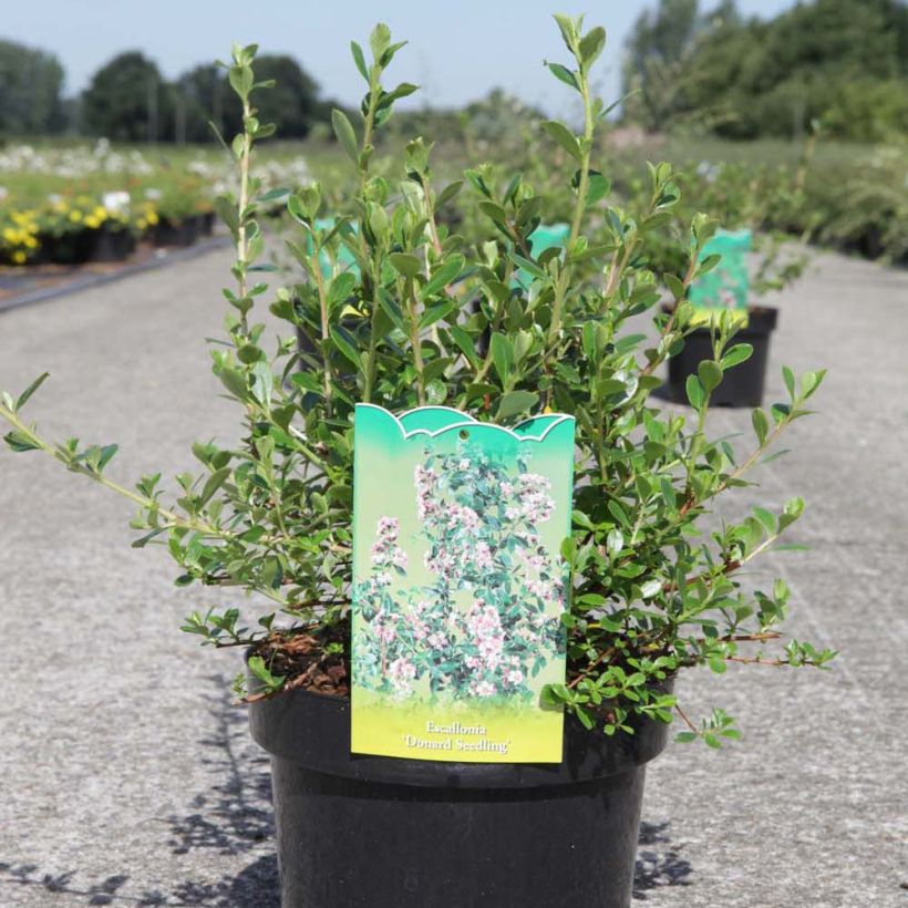 Escallonia Donard Seedling (Porte)