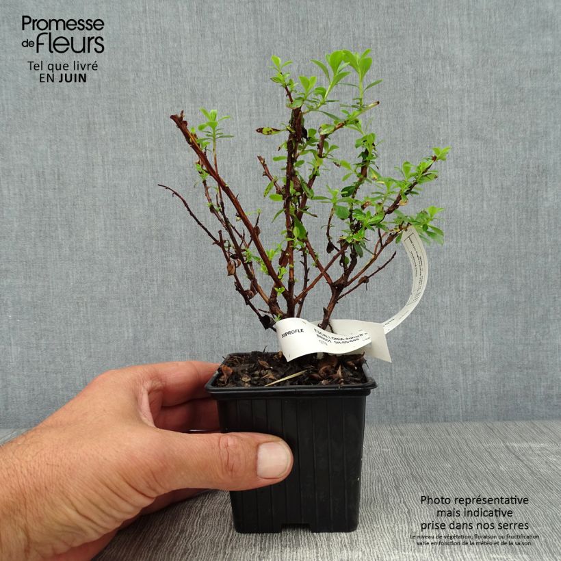 Ejemplar de Escallonia Donard Seedling Maceta de 8/9 cm entregado en verano