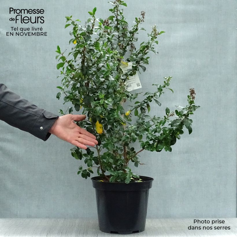 Ejemplar de Escallonia Iveyi Maceta 7,5L/10L entregado en otoño