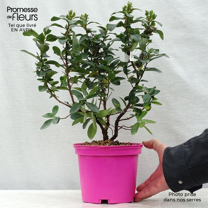 Escallonia laevis Pink Elle Lades Maceta 2L/3L Ejemplar entregado en la primavera
