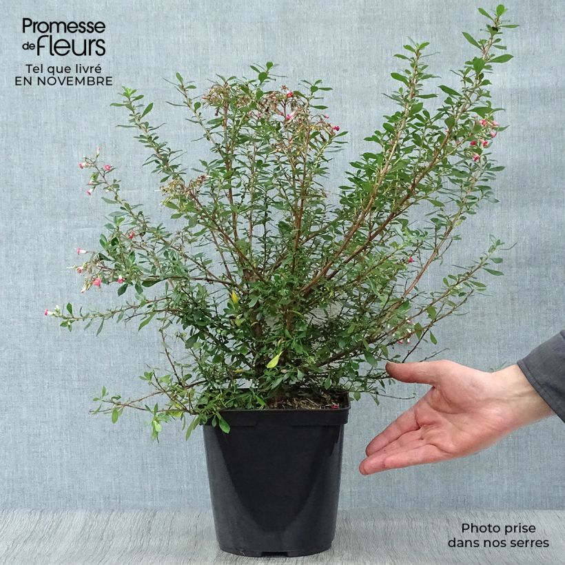 Ejemplar de Escallonia Red Carpet Maceta 3L/4L entregado en otoño