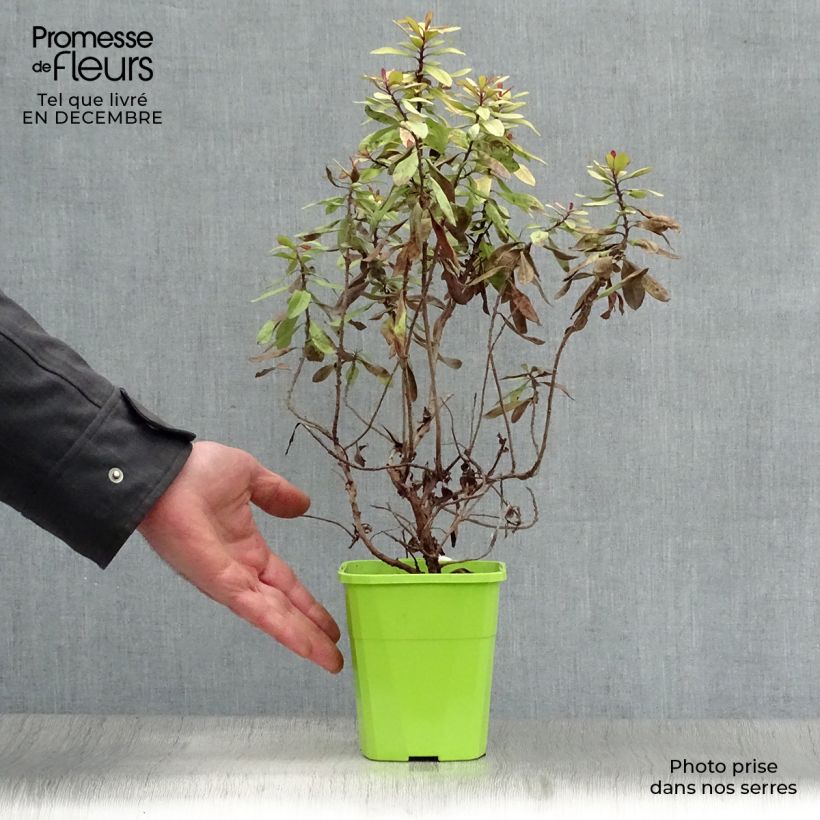 Escallonia Glowing Embers Maceta 3L/4L Ejemplar entregado en invierno