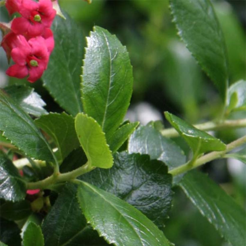 Escallonia rubra var. macrantha Crimson Spire (Follaje)