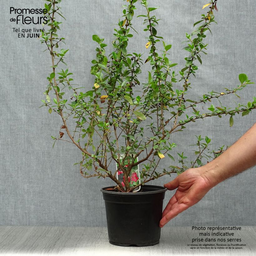Ejemplar de Escallonia rubra var. macrantha Crimson Spire Maceta 2L/3L entregado en verano