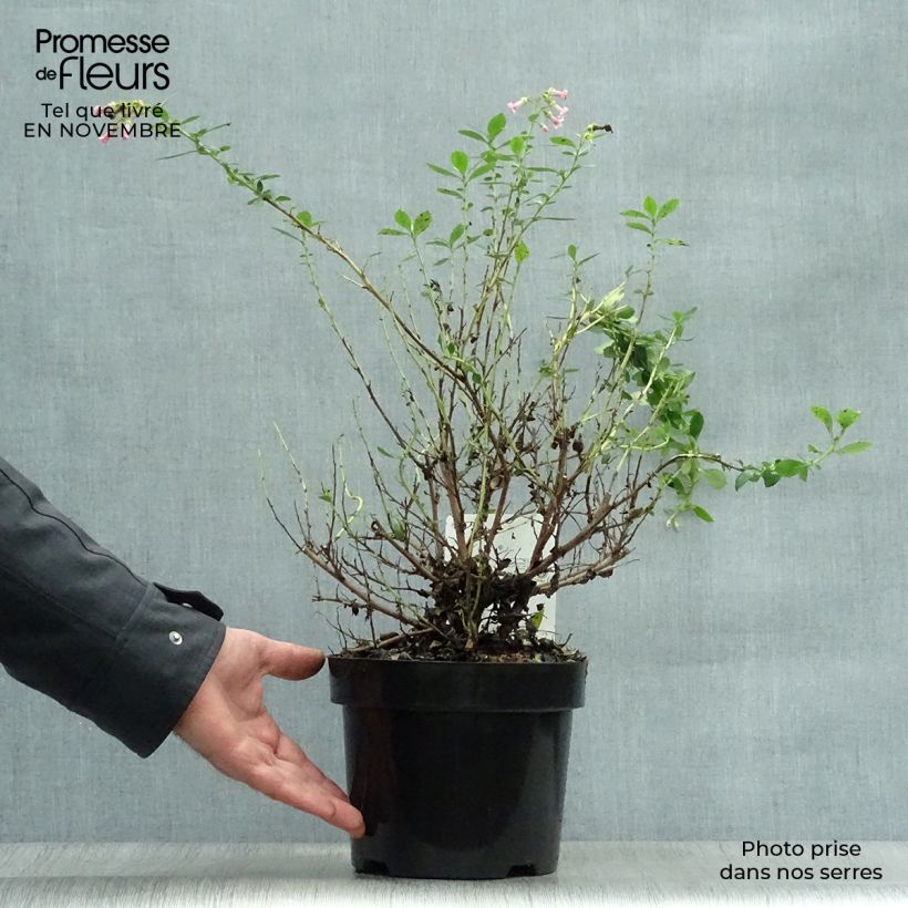 Ejemplar de Escallonia rubra var. macrantha Maceta 3L/4L entregado en otoño