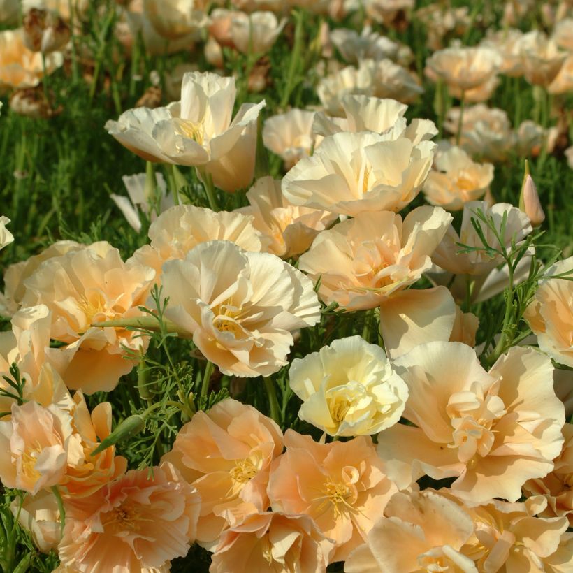Eschscholzia californica Pink Champagne - Amapola de California (Floración)