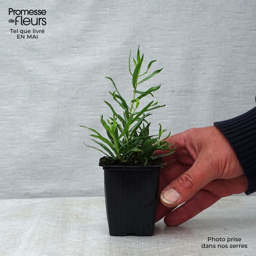 Estragón - Artemisia dracunculus Maceta de 7/8 cm Ejemplar entregado en la primavera