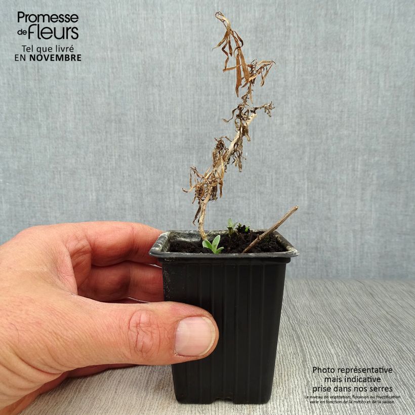 Ejemplar de Estragón - Artemisia dracunculus Maceta de 7/8 cm entregado en otoño