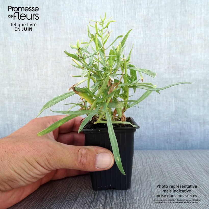 Ejemplar de Estragón - Artemisia dracunculus Maceta de 7/8 cm entregado en verano