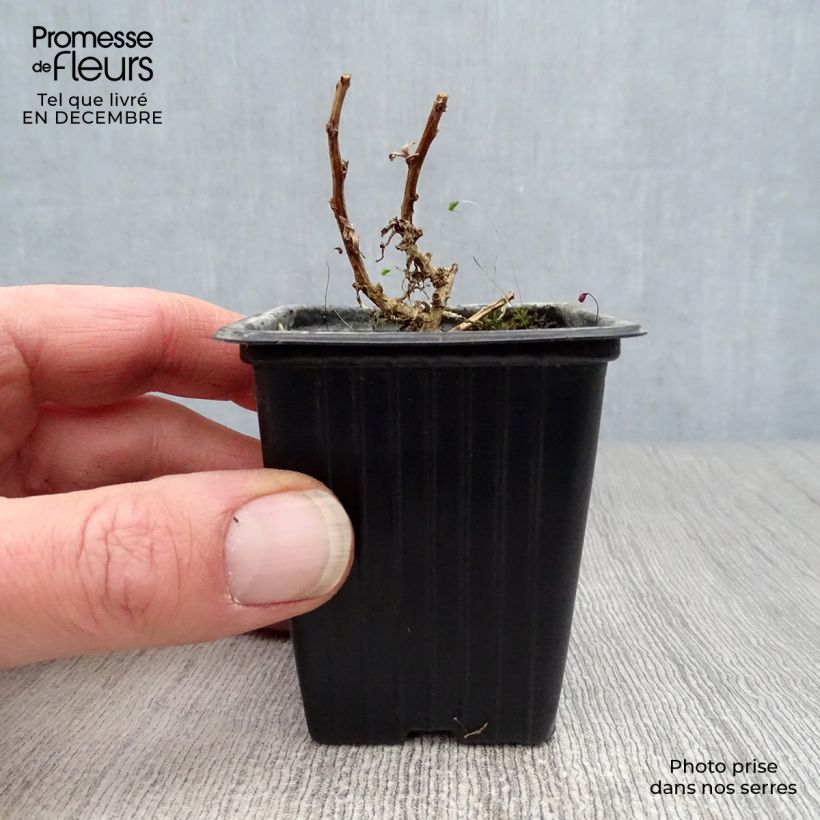 Estragón - Artemisia dracunculus Maceta de 7/8 cm Ejemplar entregado en invierno