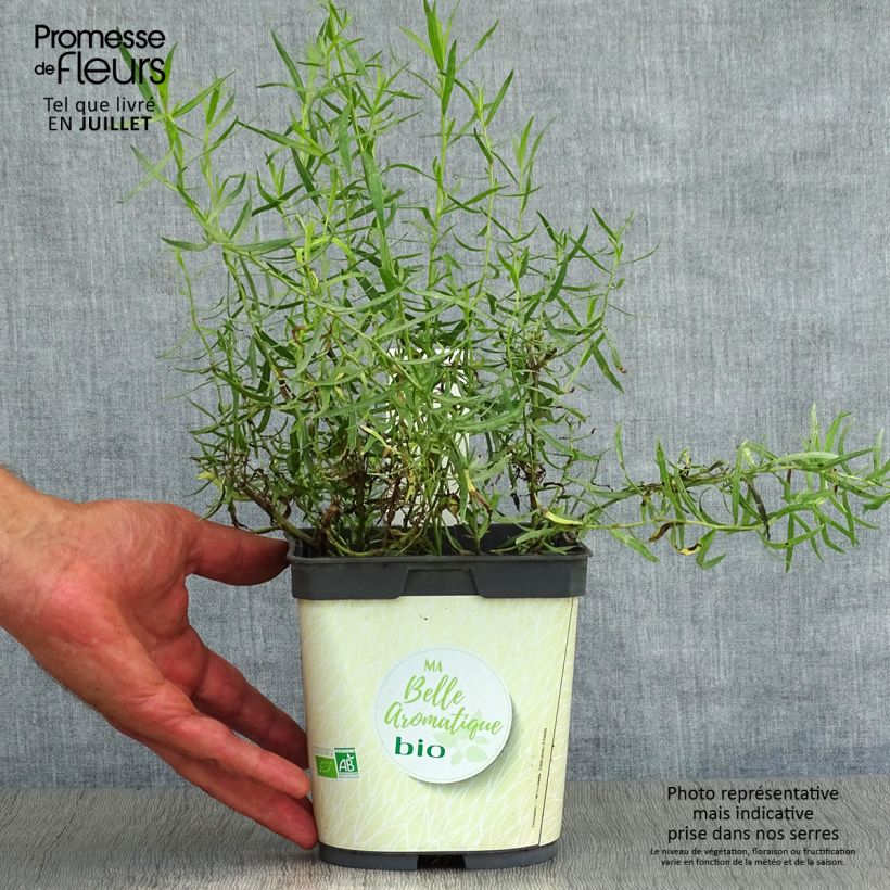 Ejemplar de Estragón BIO - Artemisia dracunculus Maceta 1L/1,5L entregado en verano