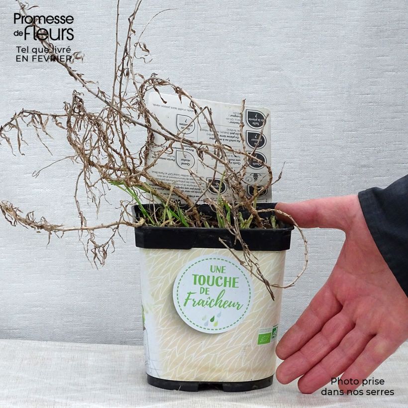 Estragón BIO - Artemisia dracunculus Maceta 1L/1,5L Ejemplar entregado en invierno