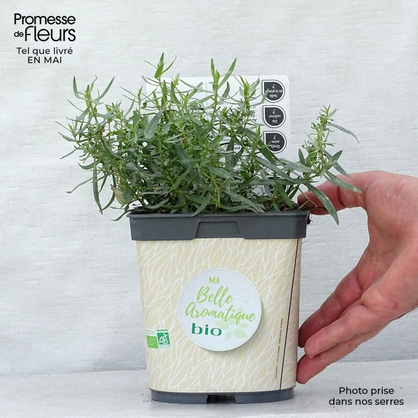 Estragón BIO - Artemisia dracunculus Maceta 1L/1,5L Ejemplar entregado en la primavera