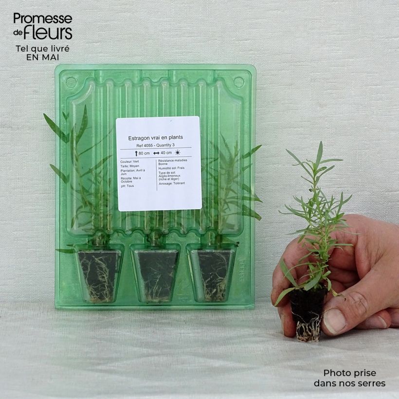 Estragón (maceta) - Artemisia dracunculus minicepellón: Ø 3/4 cm Ejemplar entregado en la primavera