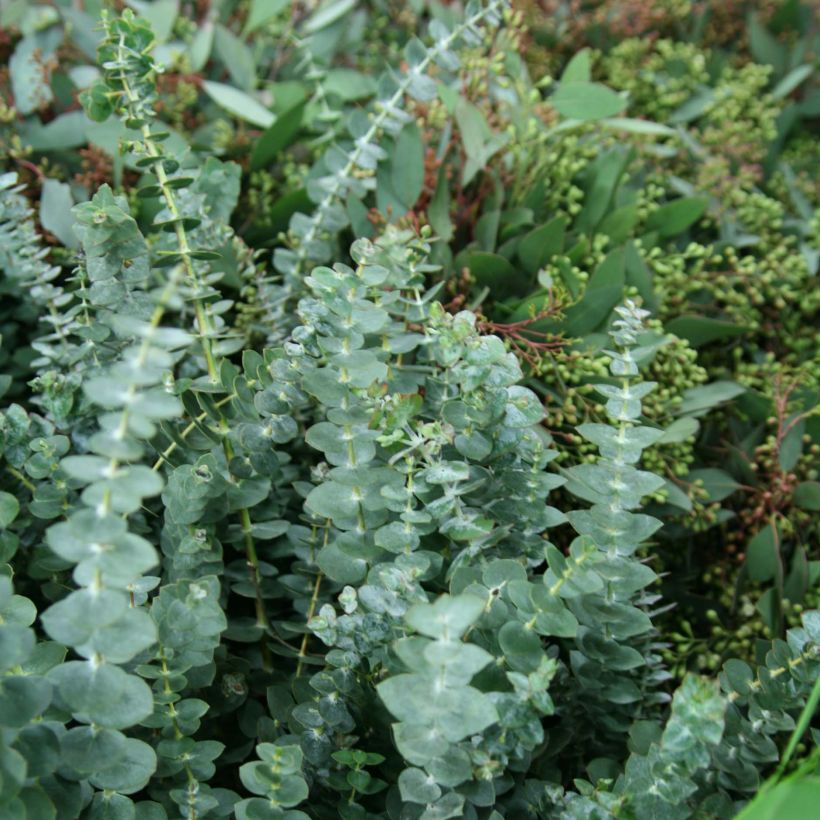 Eucalyptus pulverulenta Baby Blue (Follaje)