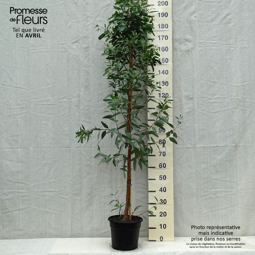 Eucalyptus camaldulensis Rostrata - Eucalipto rojo Maceta 7,5L/10L Ejemplar entregado en la primavera