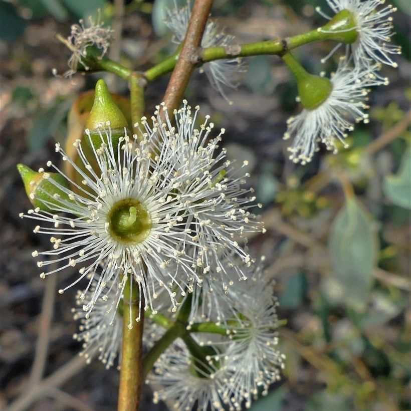 Eucalyptus camphora subsp humeana - Eucalipto de Hume (Floración)